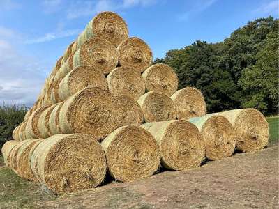 Wheat straw