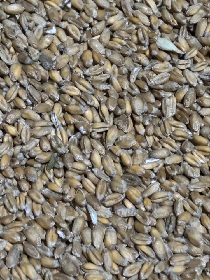 Wheat grain