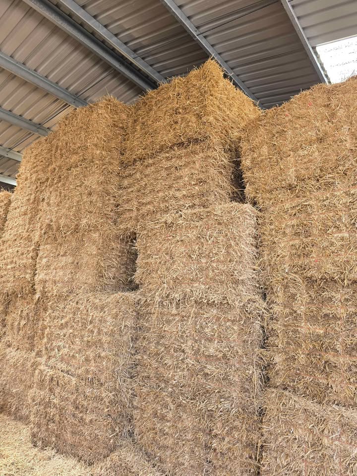 Small wheat straw bales for sale