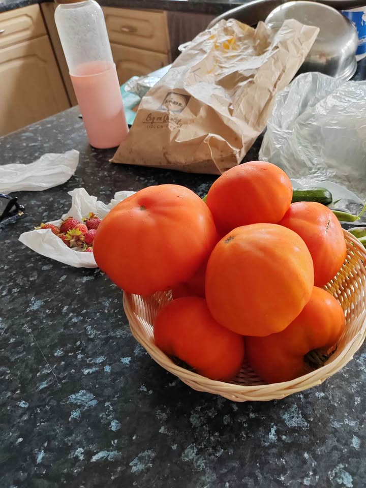 Very nice Tomatoes plants