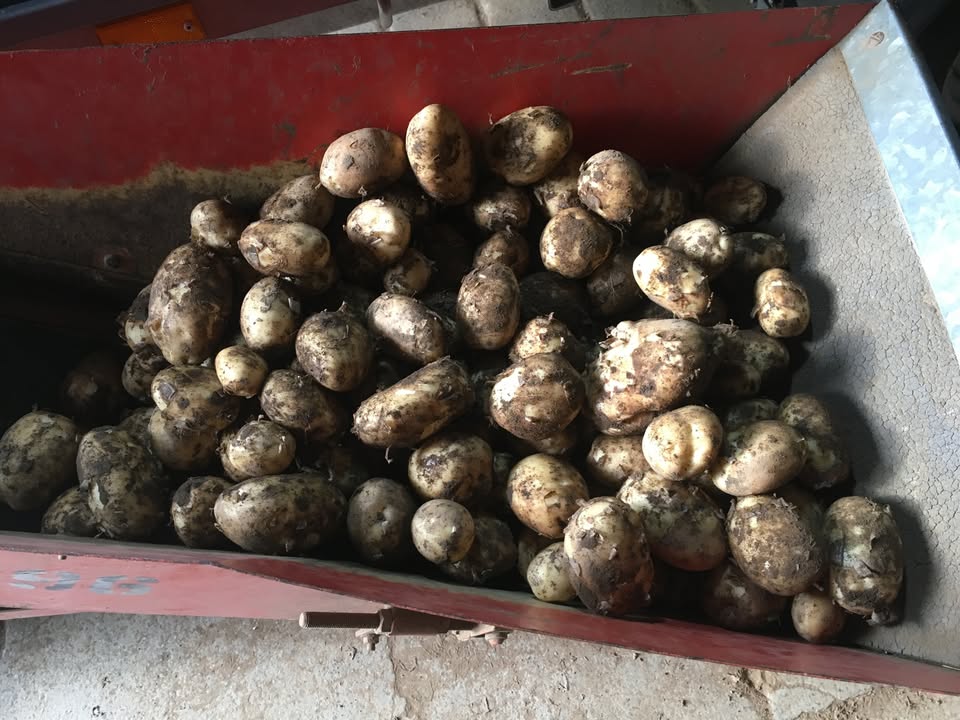 New season home grown Potatoes