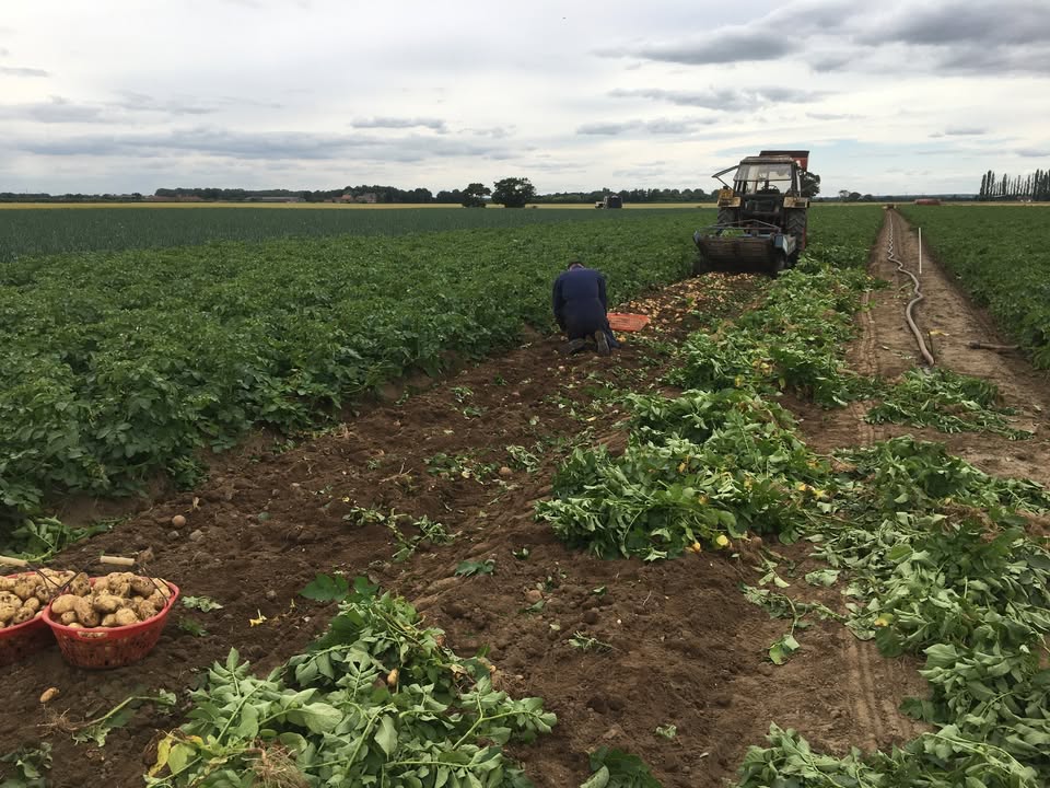 New season home grown Potatoes