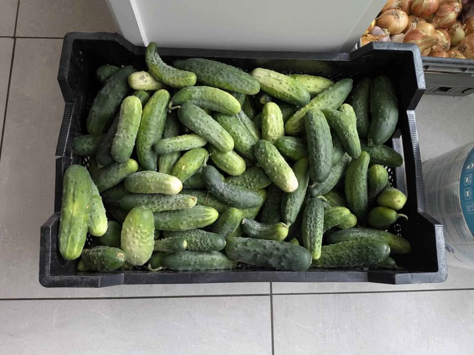 Freshly picked home grown organic